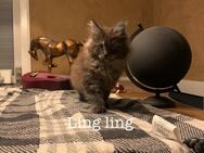 Maine Coon Kitten Ling ling - Uetze