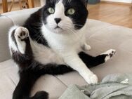 Notfall Coole Socke Thomas (ALO) - Geisenheim