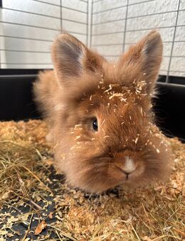 Löwenköpfchen Kaninchen abzugeben ! - Schwerin