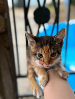 🐾 Unsere kleine Glückskatze sucht ihr Für-immer-Zuhause! - Barby (Elbe) Lödderitz