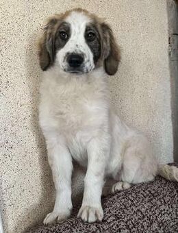 Alma sucht ein nettes Zuhause - Blankenheim (Nordrhein-Westfalen)