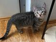 Kitten Mädchen Katze sucht noch ein für immer zuhause in 50667
