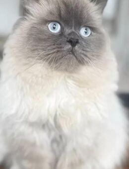 Wunderschöner Persian Deckkater Blue Point - Ravensburg