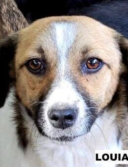 Kleine Louianna sucht Zuhause - Neuhausen (Fildern)