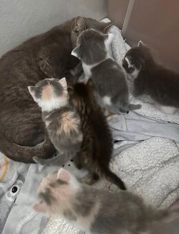 Mix Bkh Kitten - Deggendorf