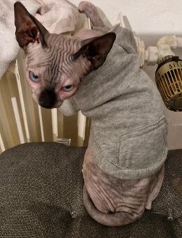 Canadian sphynx Weiblich - Bielefeld