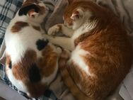 Katzen schweren Herzens abzugeben - Kaufering