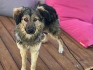 junge, menschenbezog. Cookie sucht PS/ES - Berlin