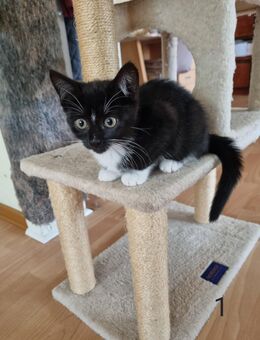 5 Kleine Hauskatzen - Velbert
