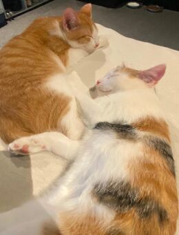 Katzen - Ebern