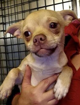 🌟 Zarter Youno sucht sein Für-immer-Zuh - Kassel