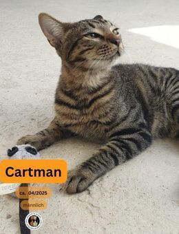 CARTMAN, m., EHK (grau-getigert) - Sipplingen