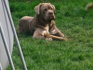 CANE CORSO suchen Pflege oder Endstelle - Marienmünster