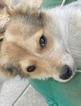 OZZY - sucht eine liebevolle Familie! - Sulzbach-Laufen