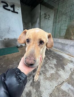 AXEL 💙💙💙 möchte Ruhestand genießen - Bad Karlshafen