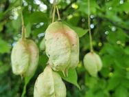 Pimpernuss (Staphylea pinnata), Rosenkranzstrauch, Blasennuss - Horgenzell