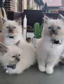 Zauberhafte Heilige Birma Kitten suchen ein liebevolles Zuhause in 26169