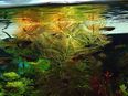 Brasilianisches Tausendblatt, Aquarienpflanze, Versand/ Abholung in 53894