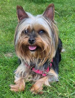 Nolly - Yorkshire-Terrier - 6 Jahre - Tierhilfe Franken e.V. - Lauf (Pegnitz) Zentrum