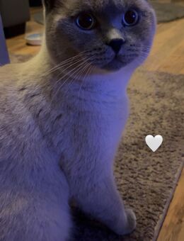 Liebevoller Deckkater simba - Osnabrück