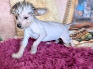 12 Wochen alte Chinese Crested Mix Hündin - Neuruppin