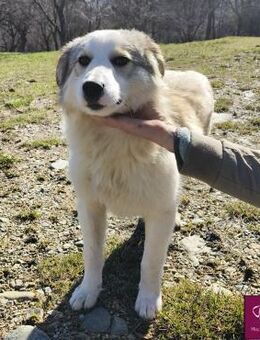 Iowa Hundemädchen sucht tolles Zuhause - Spenge