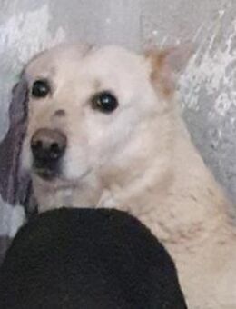 Blond 💚💚💚 warmherziger Bub - Bad Karlshafen