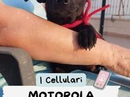 MOTOROLA 🧡🧡🧡liebes Zuhause gesucht - Herxheim (Landau)