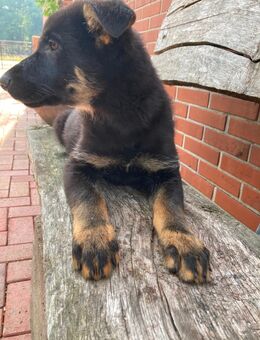 Schäferhund Welpe - Ahaus