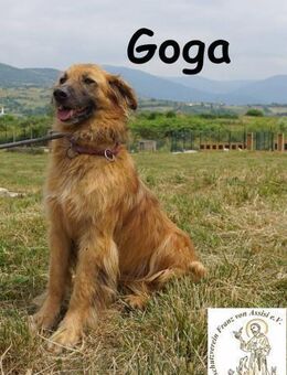 Goga Außergewöhnliche Schönheit ... - Kissing