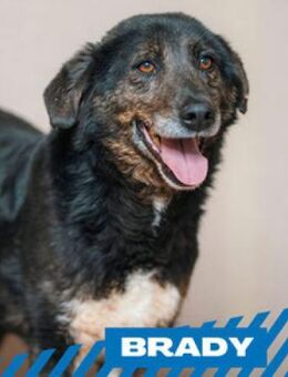 Brady - suche meine Herzensmenschen - Berlin