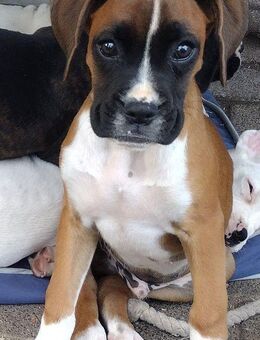 Reinrassige Boxer Welpen - Essen