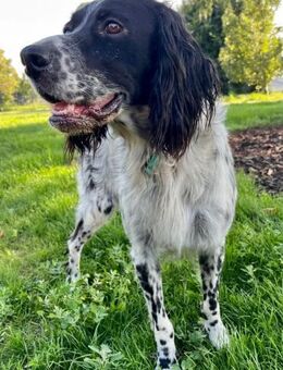 Zuhause gesucht: APRILE (m) in 50189 - Büdingen