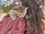 Noch zwei Kitten bkh bengal abzugeben - Bad Laasphe