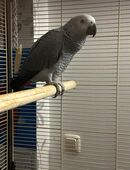 junger Graupapagei weiblich in 99441