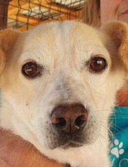 MAMBO-verschmuster Rüde, 32 cm - Rösrath