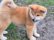 Hübsche Akita Inu Welpen - Minden (Nordrhein-Westfalen)