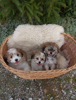 Maltipoo shitzu Welpen ab sofort, Mädchen - Dörrebach