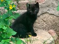 Schwarze Katze, Katzenkinder, Katzenbaby abzugeben - Dornburg-Camburg