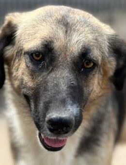 KORA💖bezaubernde, sanfte Seelenhündin - Hamburg