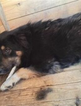 Barkley - dringend PS o. Zuhause ges. - Oberwies