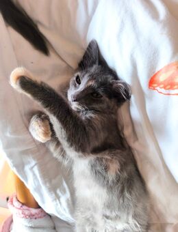 Sphinx Katzen Kitten - Fürstenau