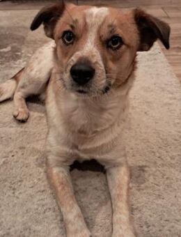 💚Freundlicher Junghund Bibi💚 - Eislingen (Fils)