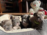 Reinrassige Französische Bulldoggen Welpen Schoko Blue Black Brindle - Plößberg