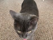 Britisch Kurz Haar Katze 6 Jahre alt - Hamburg