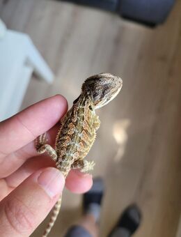 Bartagamen Babys zu Verkaufen - Wittingen