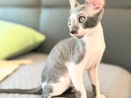 Kitten Cornish Rex - Chemnitz