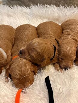 Maltipoo welpen - Moormerland