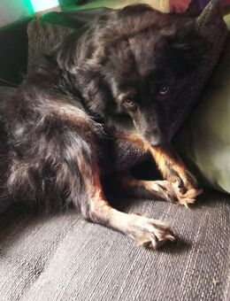 Hündin zu vermitteln - Weißenborn (Hessen)