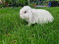 Zwergwidder, Zwergkaninchen, Kaninchen in 64331
